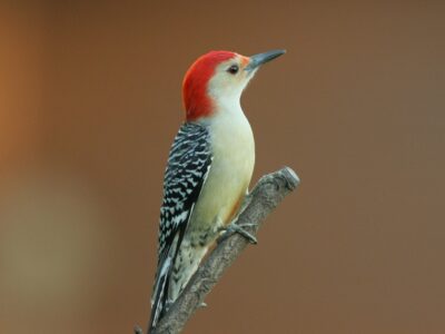 A Red-Bellied Woodpecker