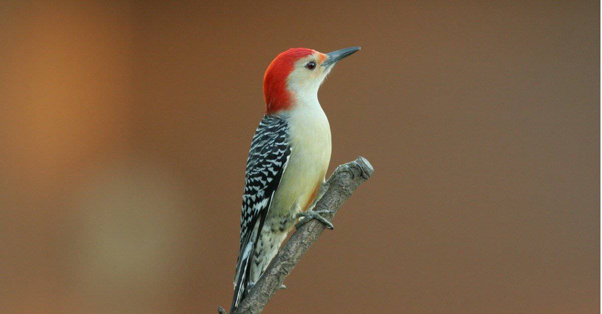 red bellied woodpecker on very end of branch