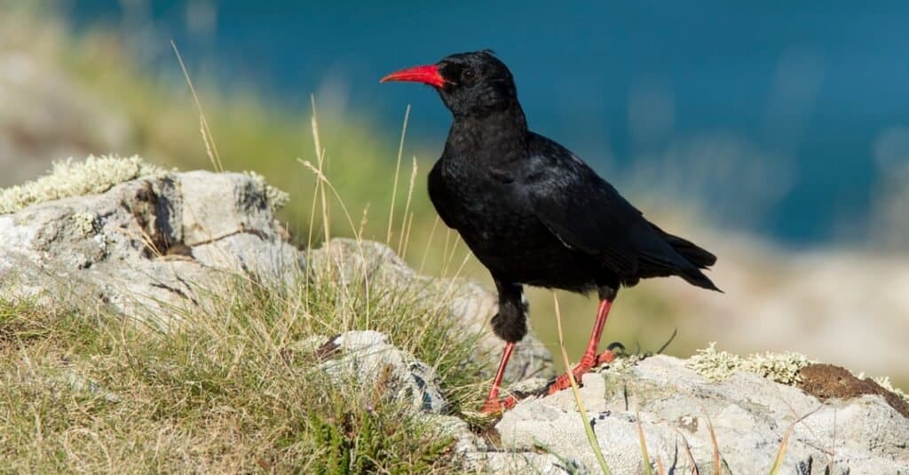 red-billed chough in a beach area