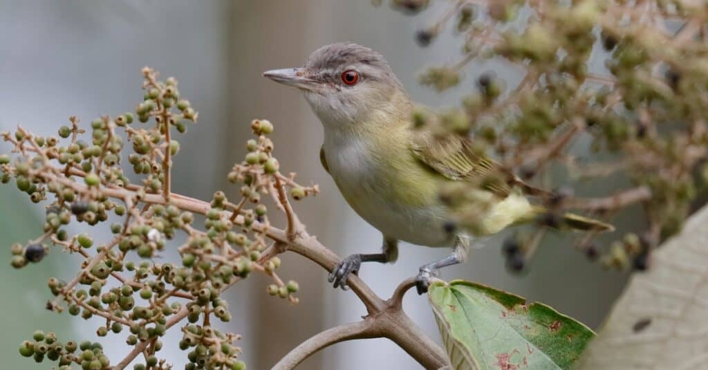 red-eyed vireo perched on small branch