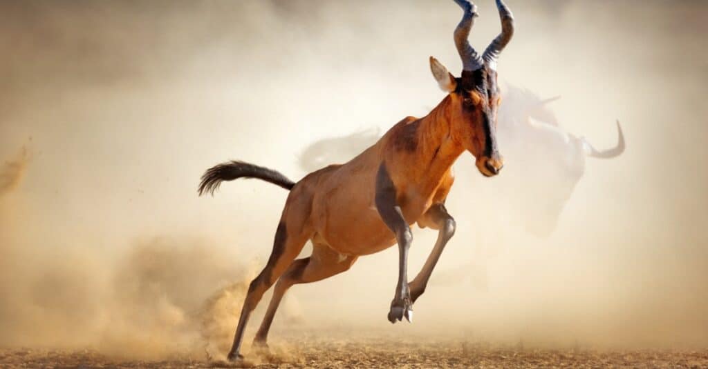 red-hartebeest-running-in-dust-picture-id175683926