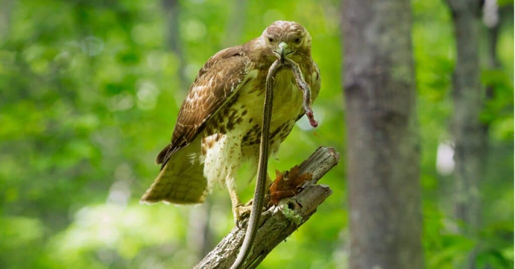 Red tailed hawk with garter snake in its mouth
