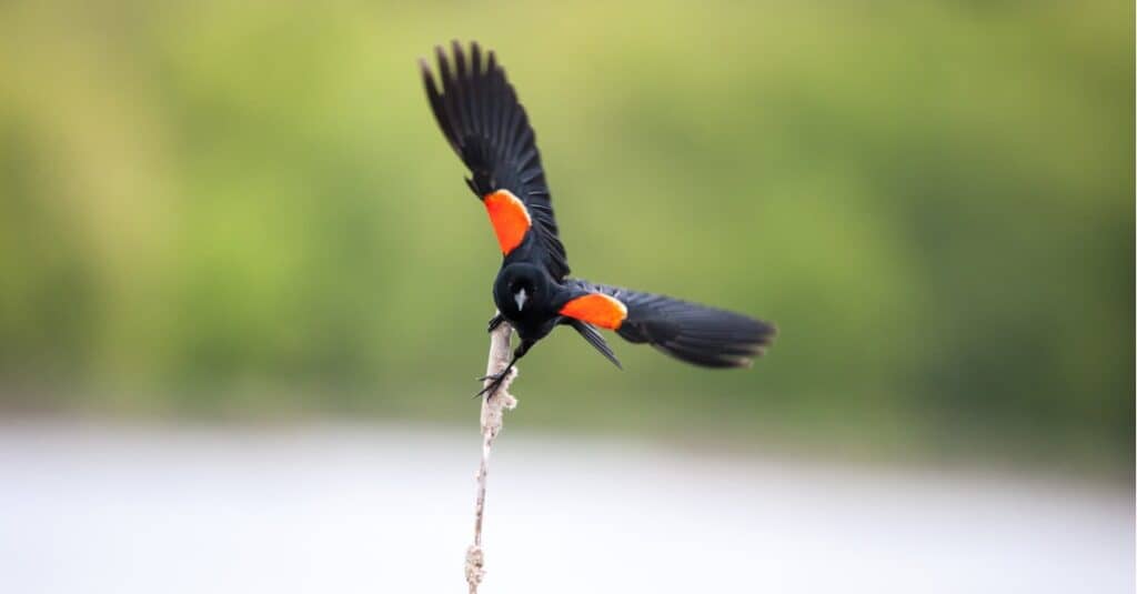 red-winged blackbird ready to tale flight