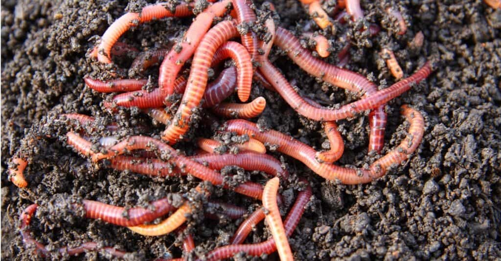 Red worms come out of the ground