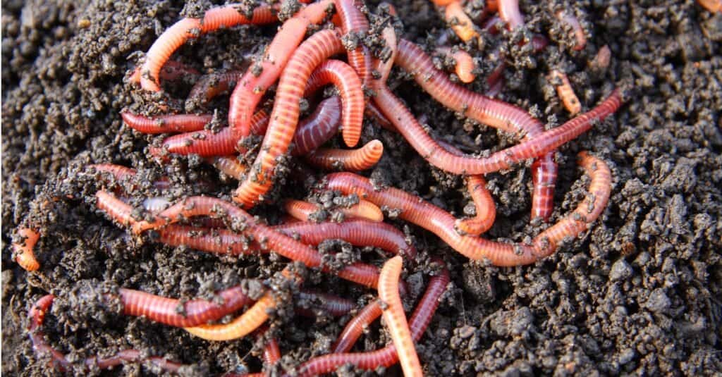 Worm poop? everything you need to know – 10 Hunting