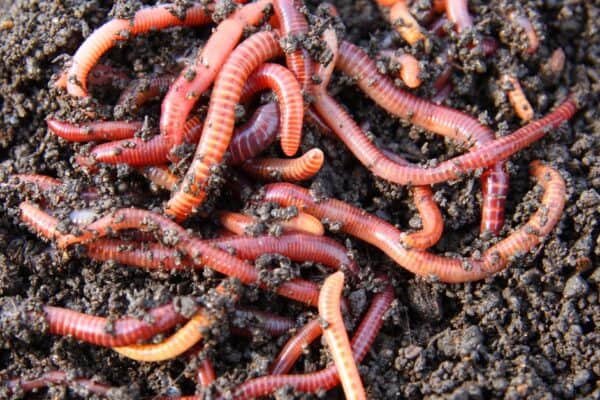 The vast diet of earthworms allows them to break down plant matter and bacteria. 