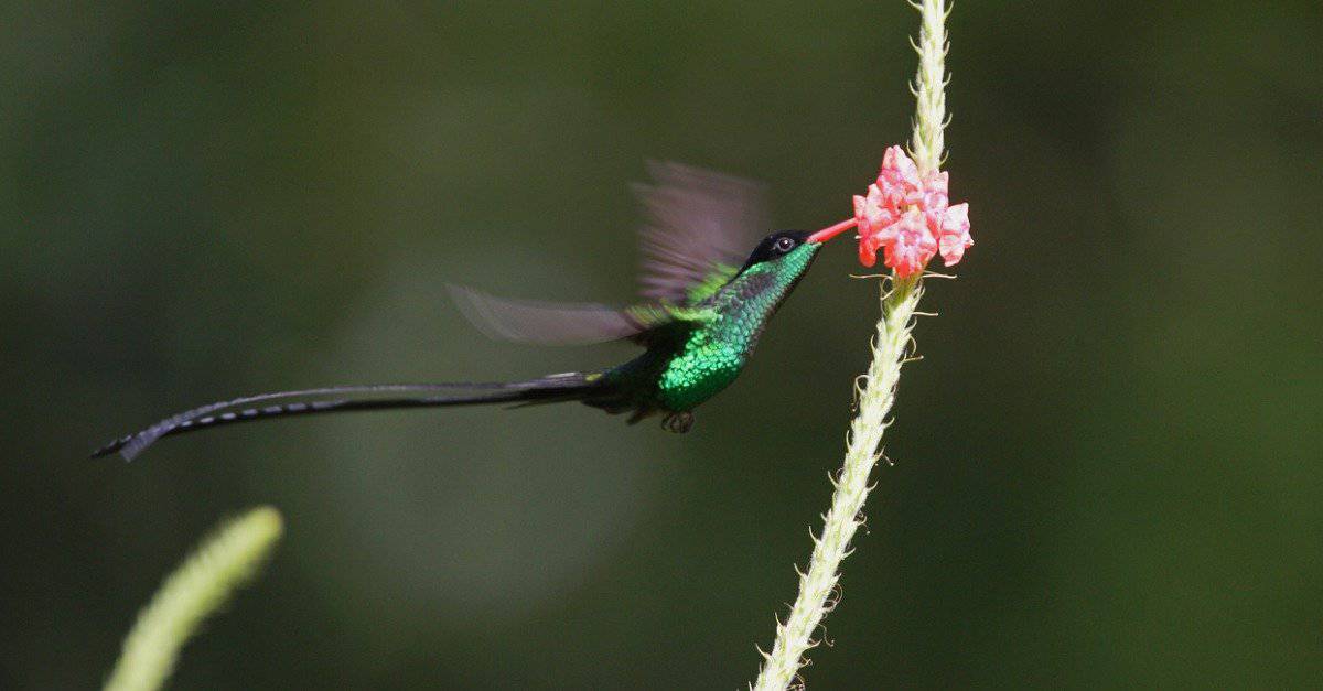 10 Birds With Long Tails - A-Z Animals