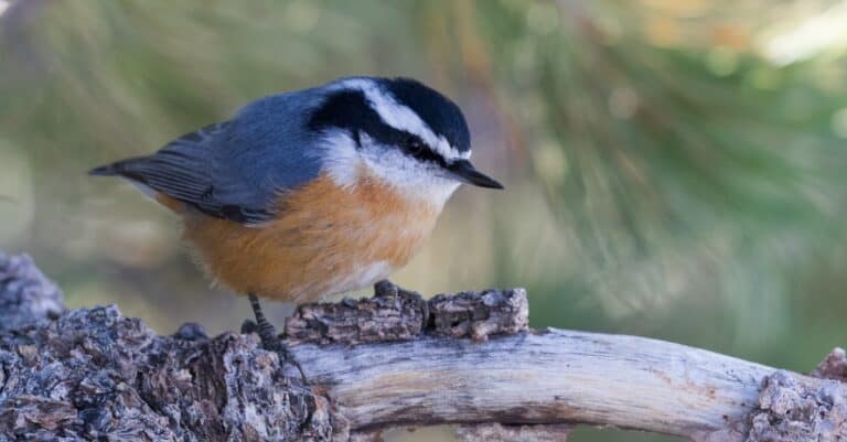 Birds that look like robins: Red-breasted Nuthatch