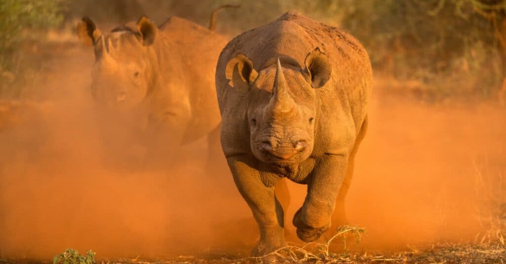 Rhino rushes towards camera, kicks up dust