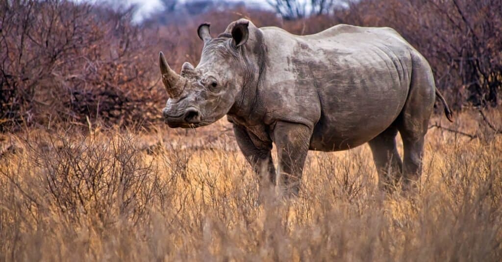 rhinoceros standing in a field