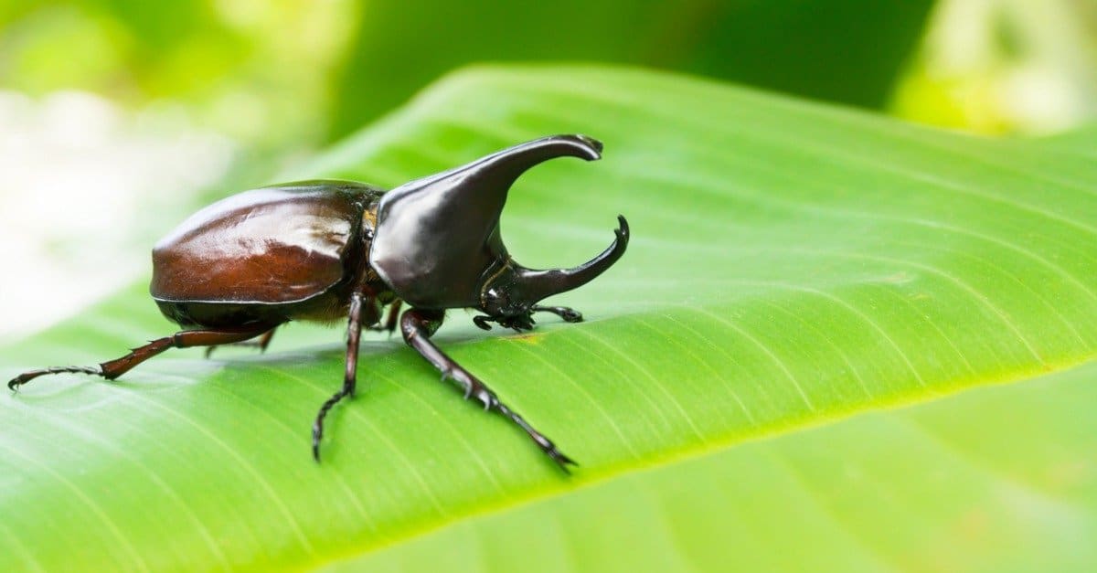 rhinoceros beetle on a bright green leaf