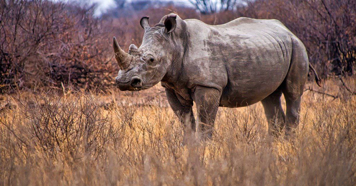 Rhino And Elephant Fight