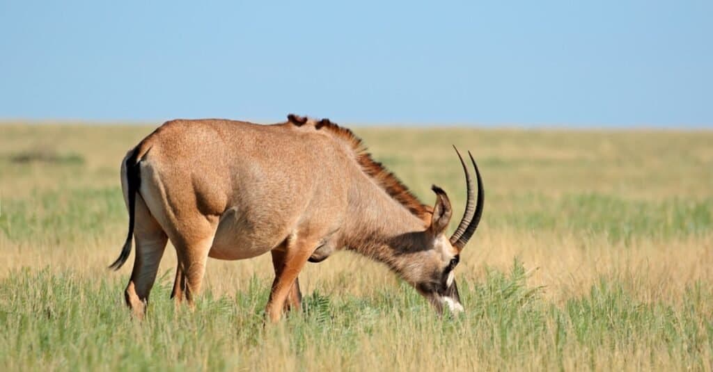 roan-antelope-in-open-grassland-mokala-national-park-south-africa-picture-id1254201926