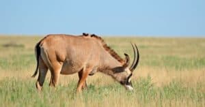 Antelopes vs Gazelles: What Are The Differences? Picture