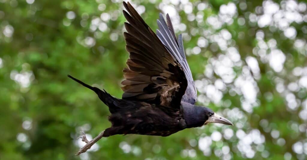 rook in flight