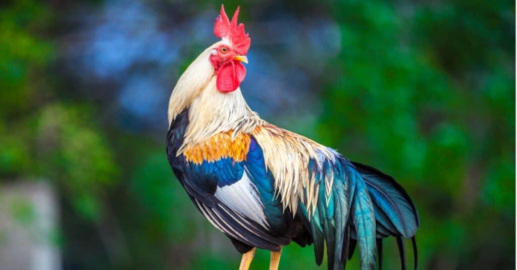 beautiful rooster standing