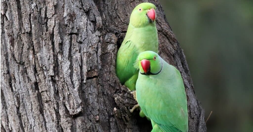 rose-ringed parakeets together in the hole of a tree