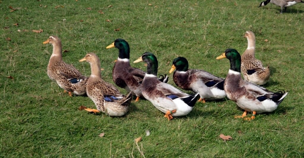 Rouen ducks