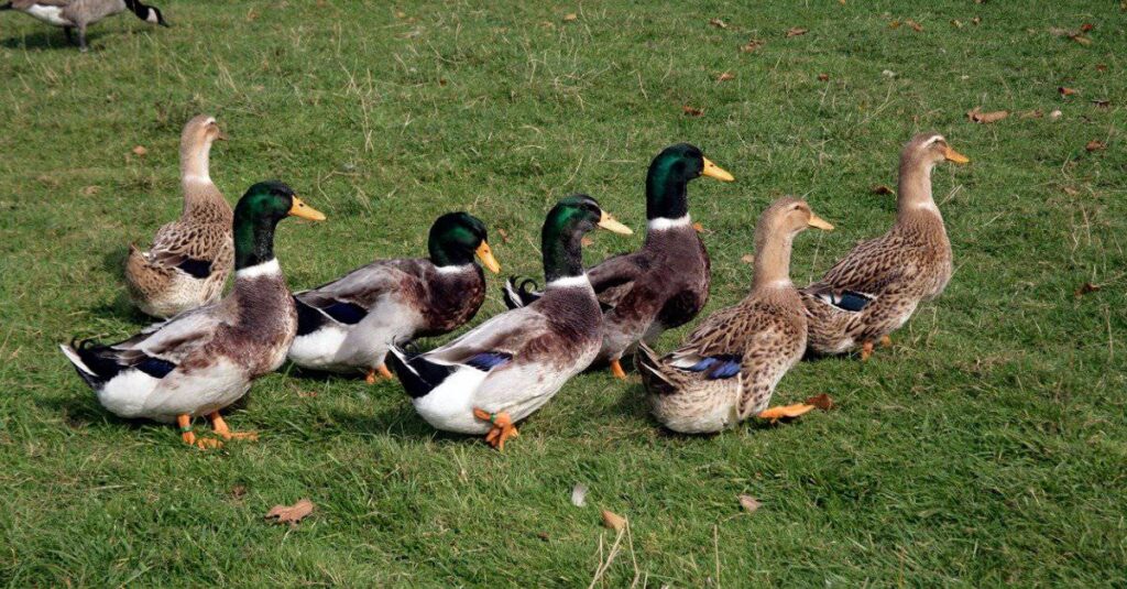 Rouen ducks