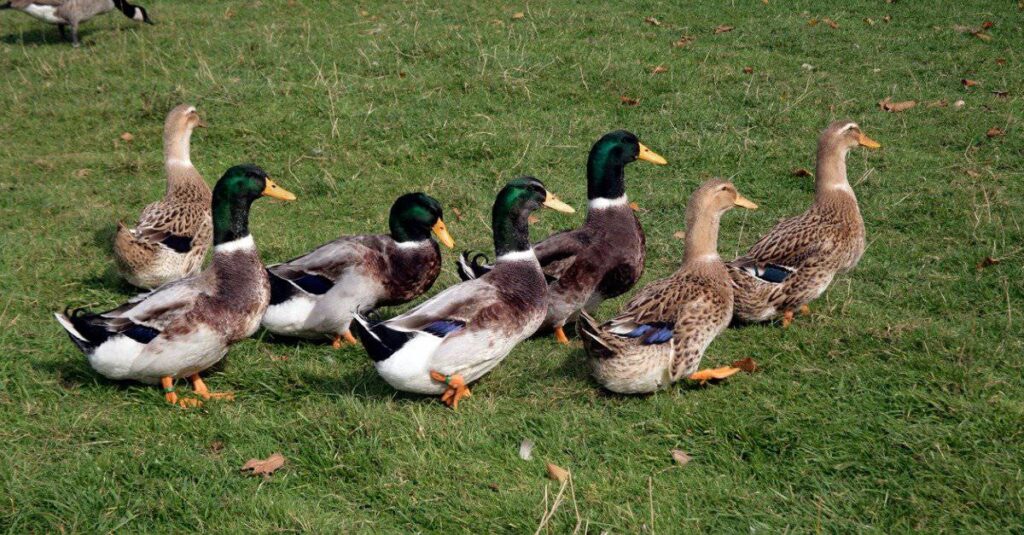 What is a Group of Ducks Called? AZ Animals