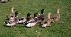 10 Incredible Duck Facts Picture