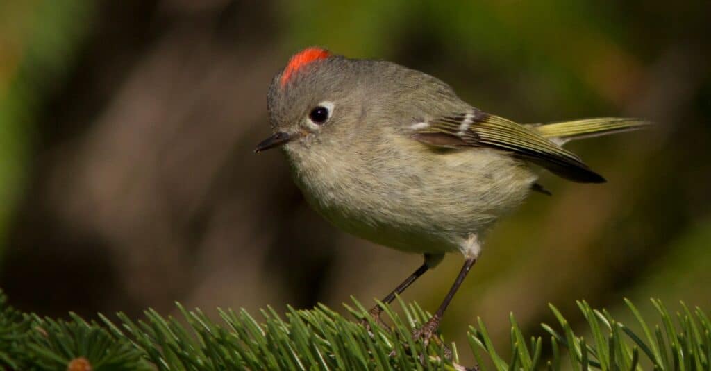 ruby-crowned kinglet perched on pine branch