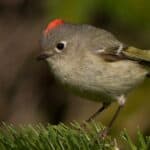 Ruby-crowned Kinglet