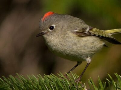 A Ruby-Crowned Kinglet