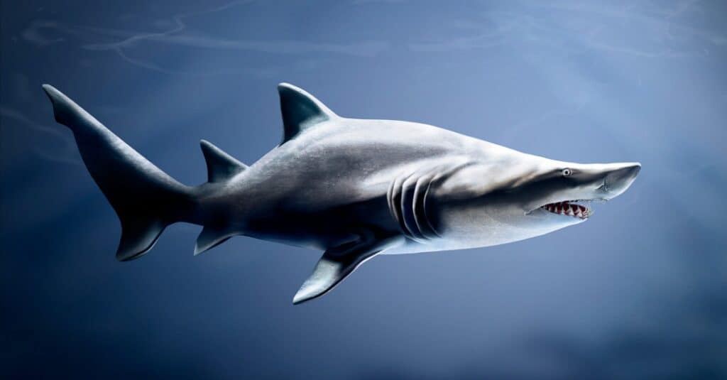 động vật ăn thịt con của chúng: cá mập hổ cát