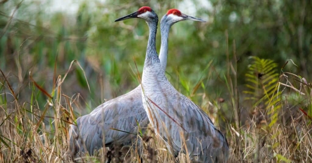 sandhill cranes courting in tall grasses