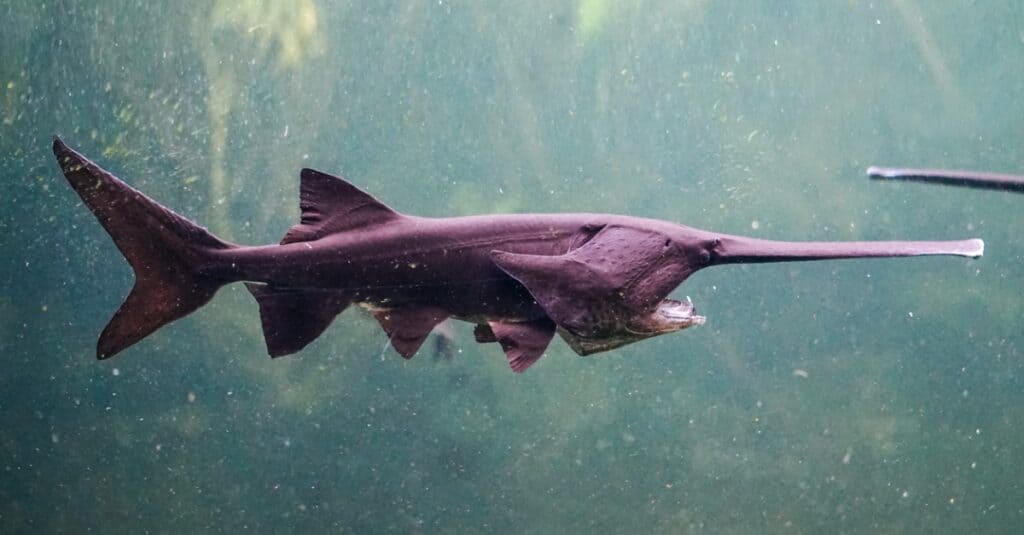 Sawfish average around 700 pounds in size