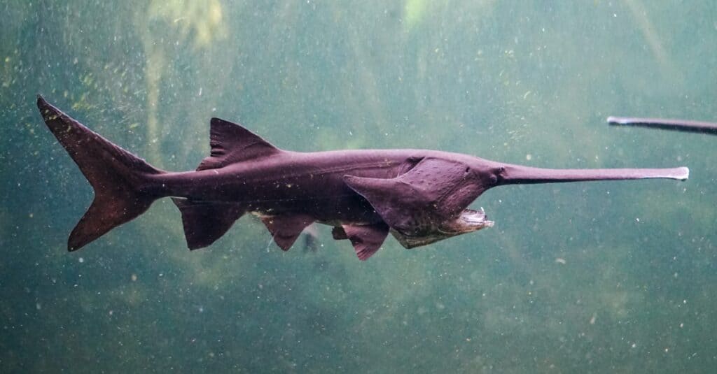 animals with big noses: sawfish