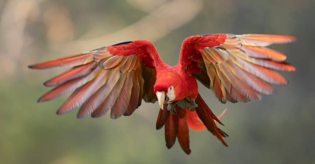 tropical rainforest macaw