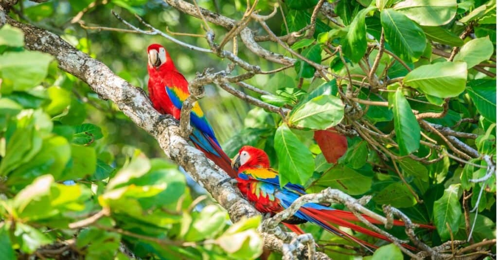Scarlet macaws sitting together on a tree
