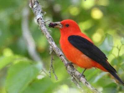 Scarlet Tanager Picture