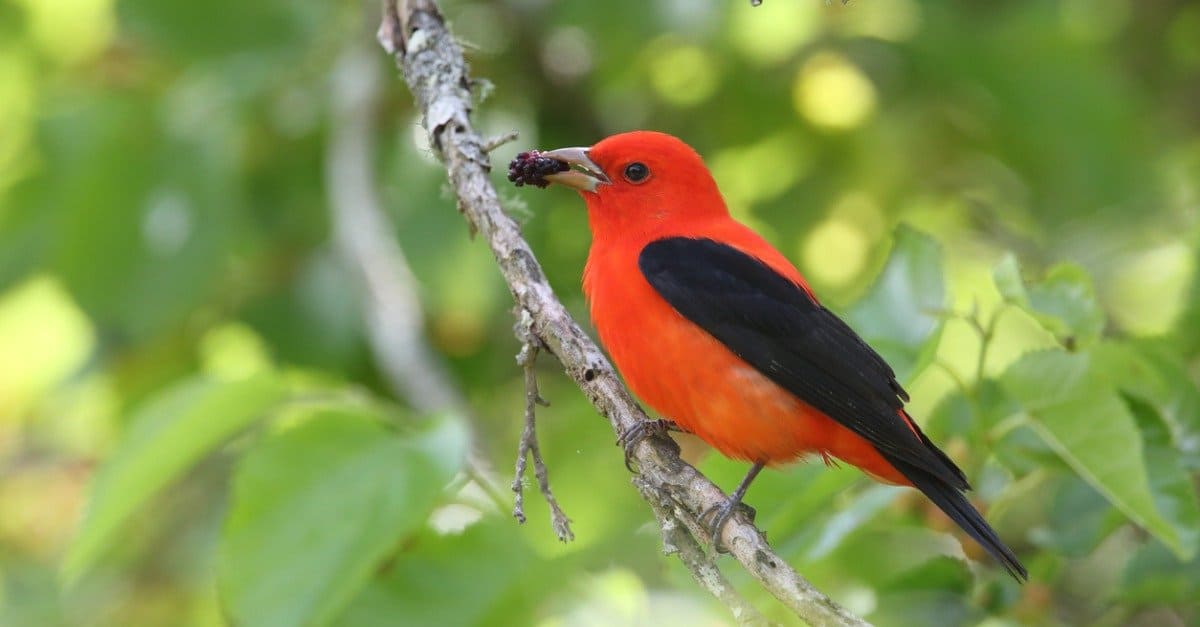 scarlet tanager with berry in its mouth