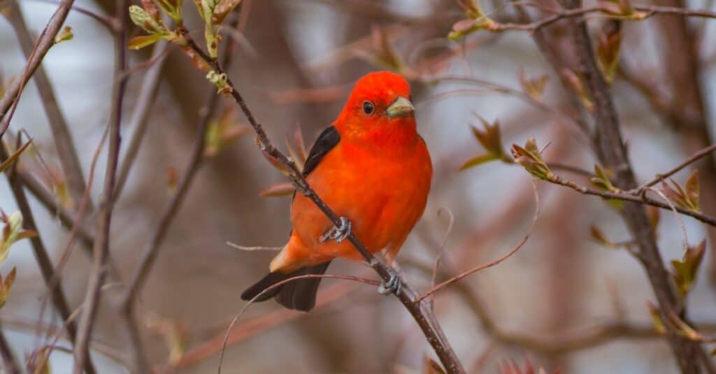 scarlet tanager high in a tree