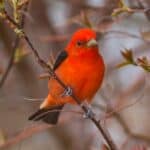 Scarlet Tanager