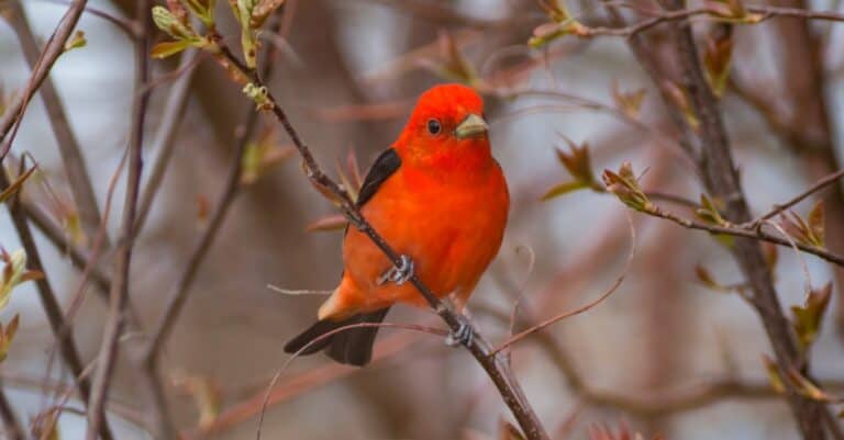 Scarlet Tanager