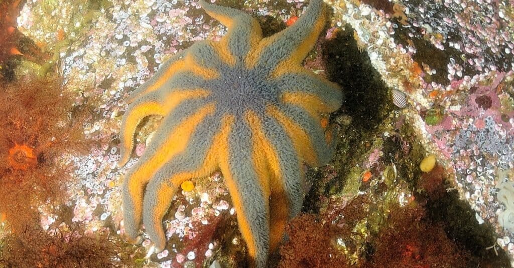 Stimpson's sun star starfish