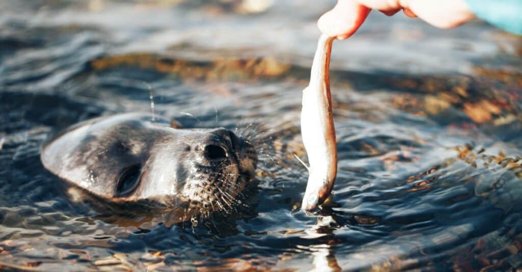 seal being fed a fish