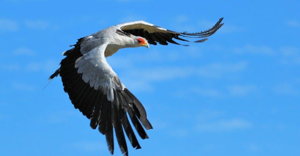 secretary in flight high in the sky