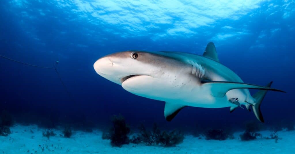 shark swimming near ocean floor