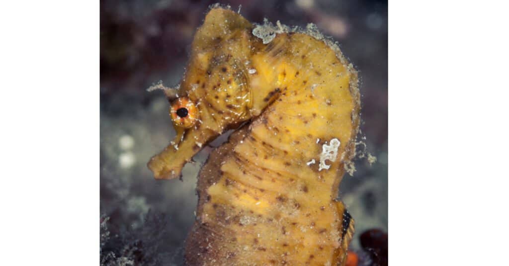 10 Largest Seahorses - Short-Snout