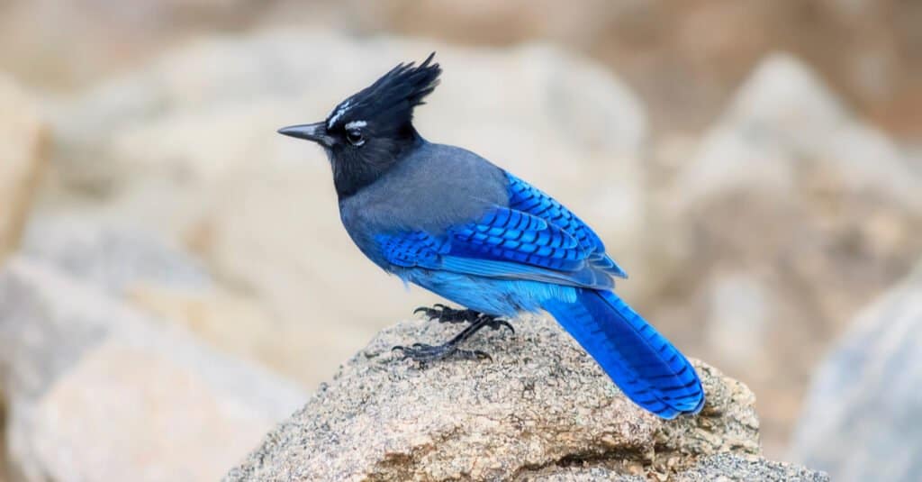 A Stellar's jay, center frame perched on a rock. The bird is tufted with a black tuft atop its black head. its bod is a relatively dull grey/blue compared to the vivid bright blue of its wings and tail, which are barred with slender black bar. Out-of-focus rocky background