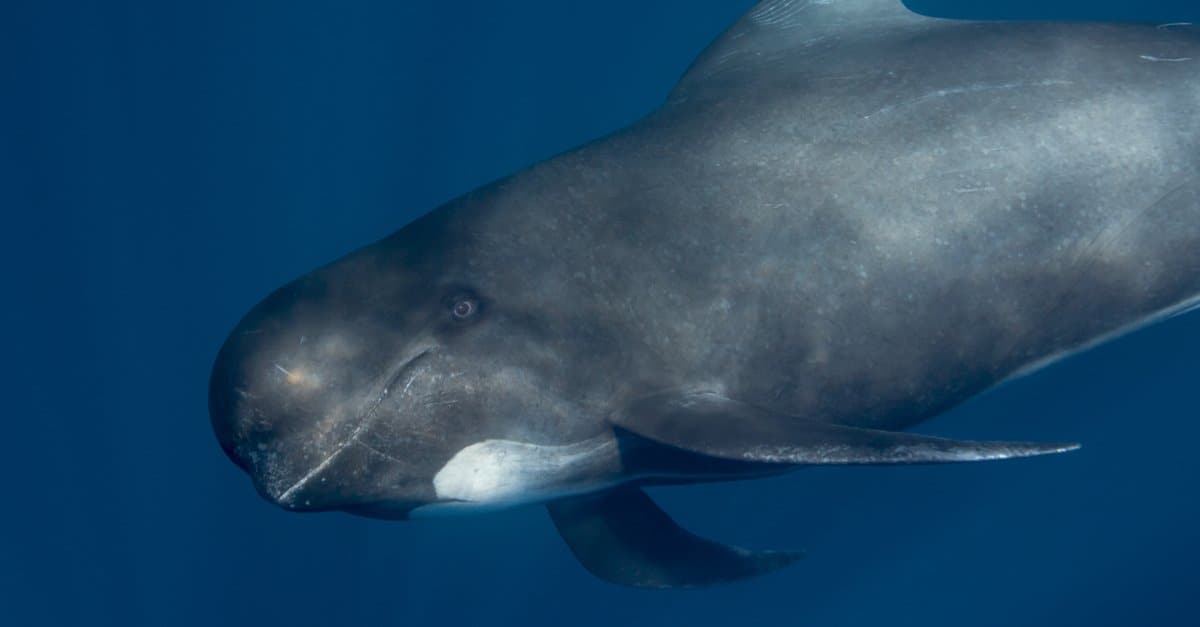 Largest dolphins - long-fine pilot whale
