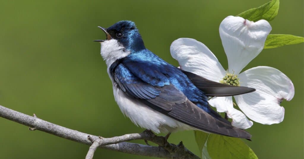 Types of Birds that are Blue - Tree Swallow