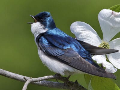 Swallow Picture