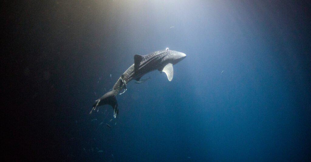 Aquários com tubarões -baleia - Juvenil nadando no oceano