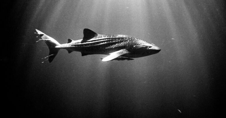 Baby Whale Shark - Black and White